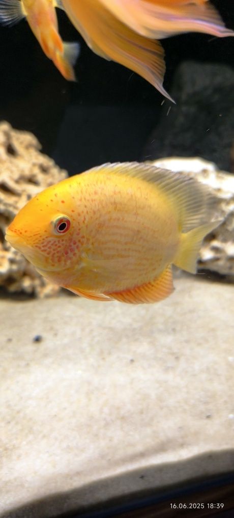 Pielęgnice severum gold