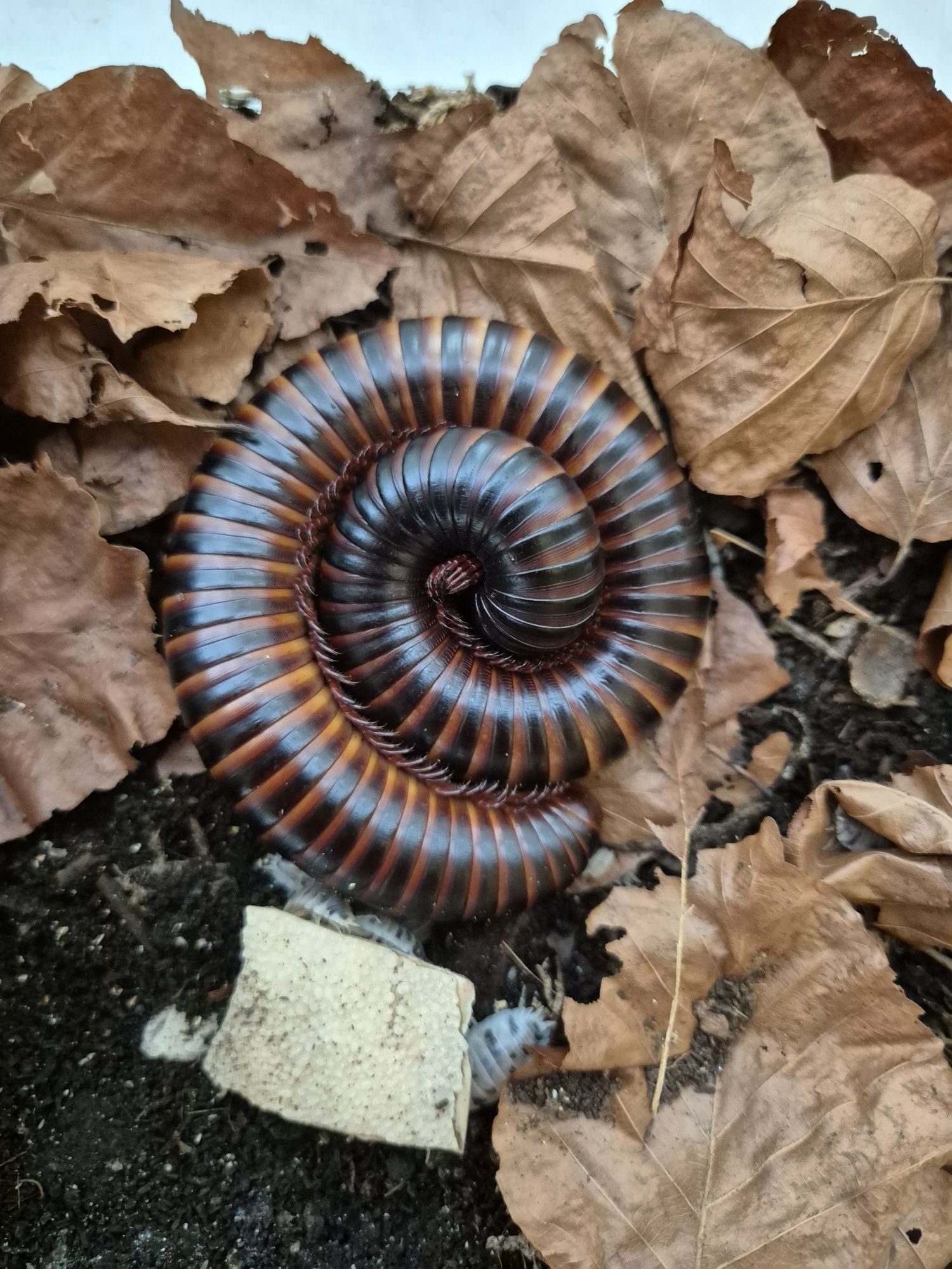 Krocionóg olbrzymi Archispirostreptus gigas