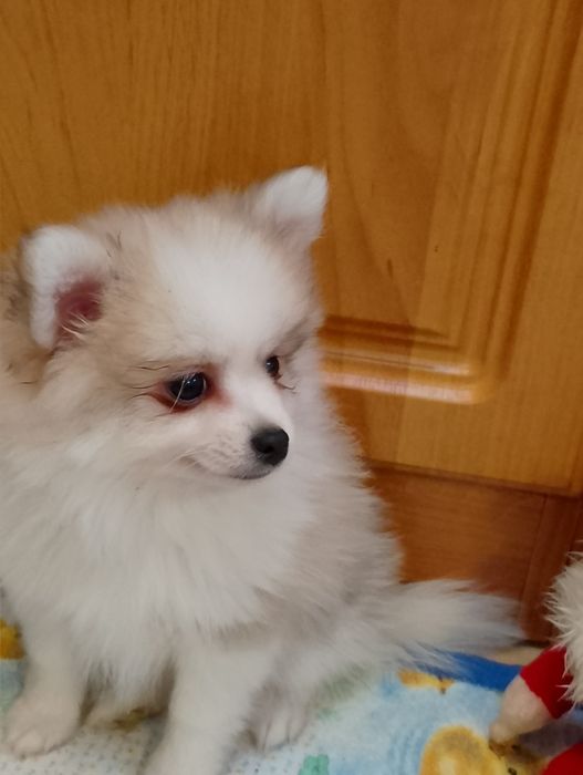 Szpic Miniaturowy Pomeranian Piesek