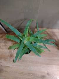 Aloes leczniczy 3 letni