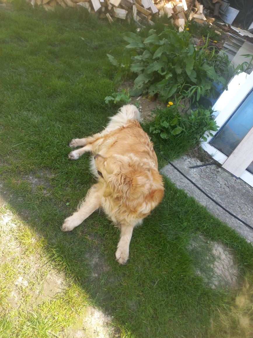 Golden Retriever piesek gotowy na nowy dom