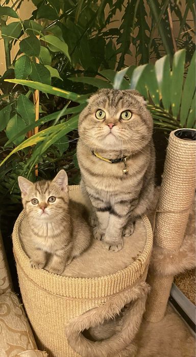 Шотландский вислоухий кот на вязку случку кошек