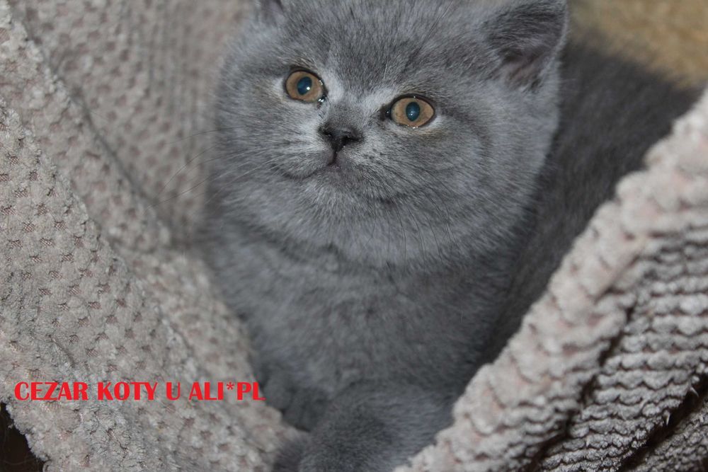 Koty. kocięta brytyjskie- niebieski kocurek - Op hodowlana  gr. krwi B