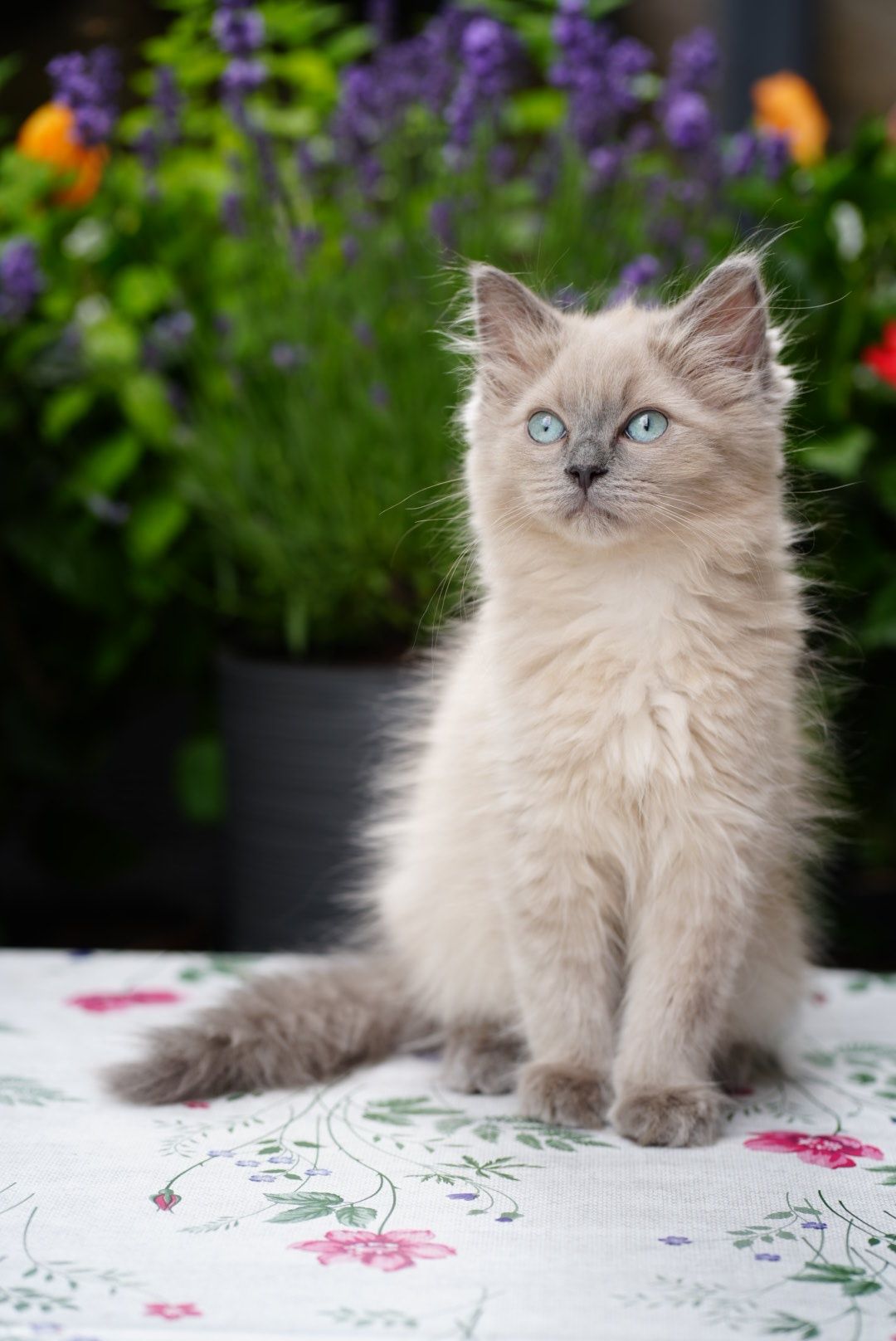 Kocurek blue mink Cattris ragdoll/cherubim