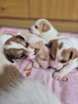 Piesek jack russell terrier