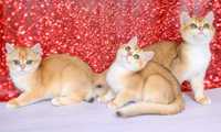 Цілком чарівні британські кошенята в золотих шубках