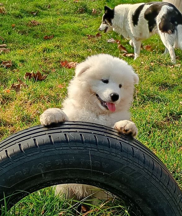 Szczeniak Samoyed