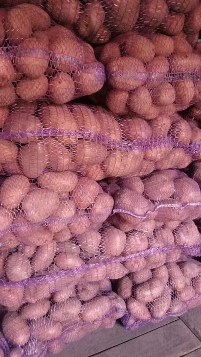 Прод товарну картоплю!