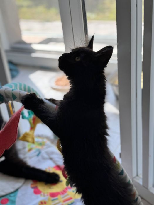 Piękny czarny maine coon Enzo felis polonia