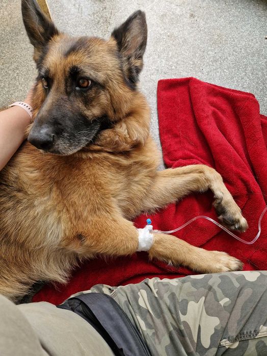 Hera, starsza owczarka czeka na dom