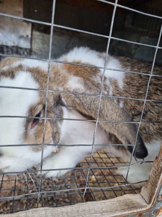 Продам кролів на розплід або тушками.