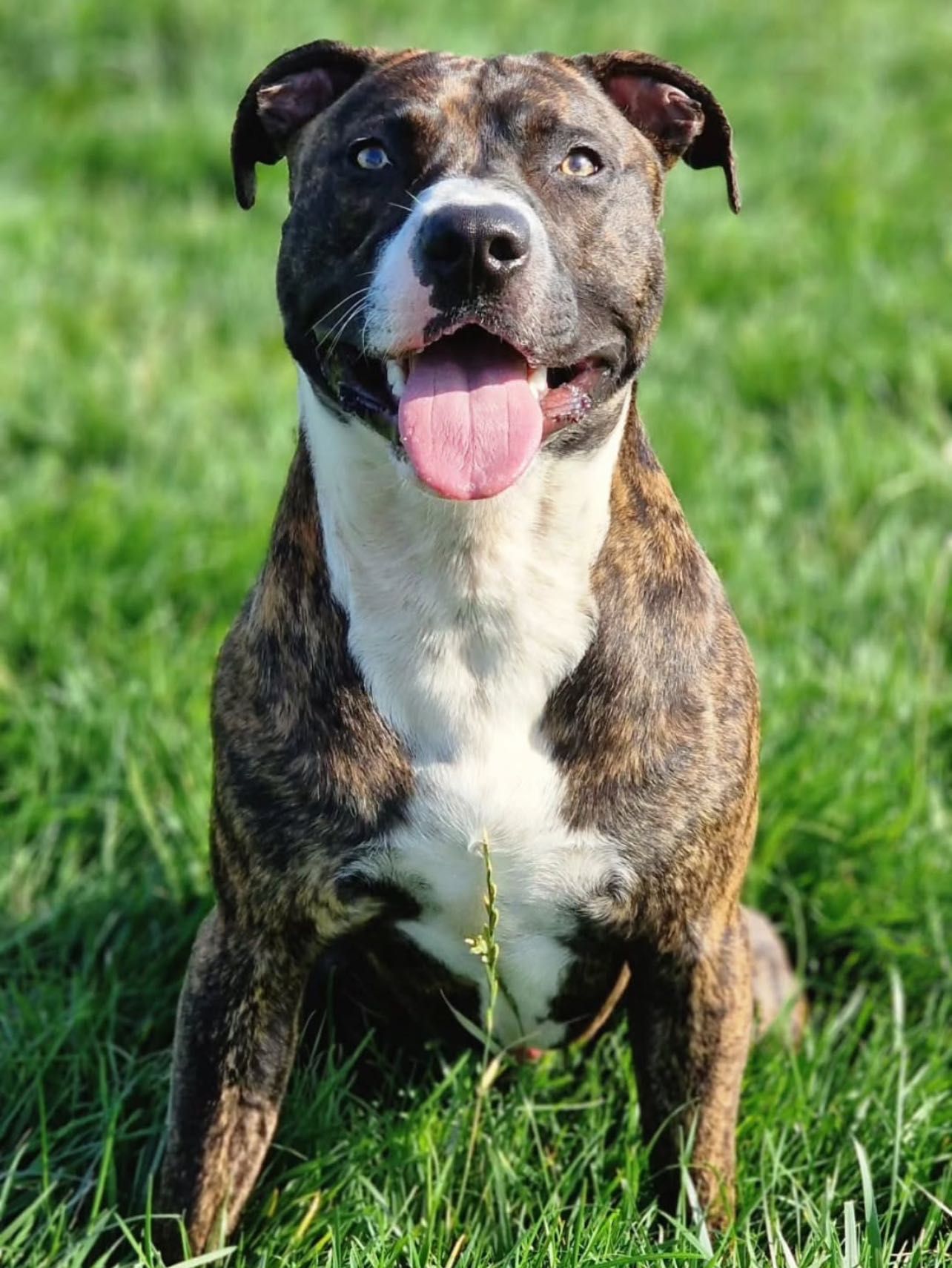 Dog for adoption