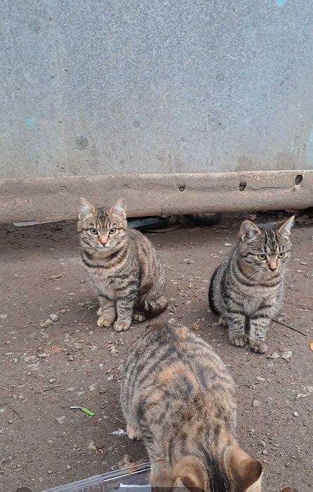 Кошенята шукають дім