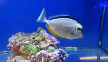 Ryba Naso lituratus . Akwarium morskie
