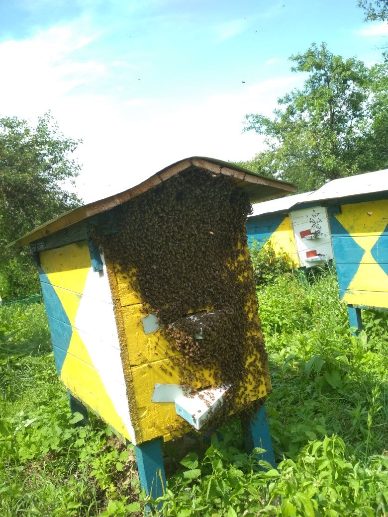 Sprzedam miód z wlasnej pasieki