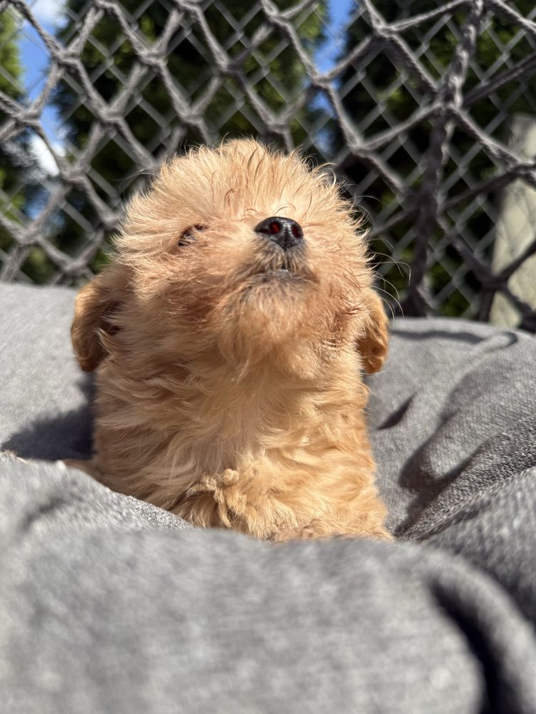 Maltipoo chłopak, maltańczyk, pudel toy