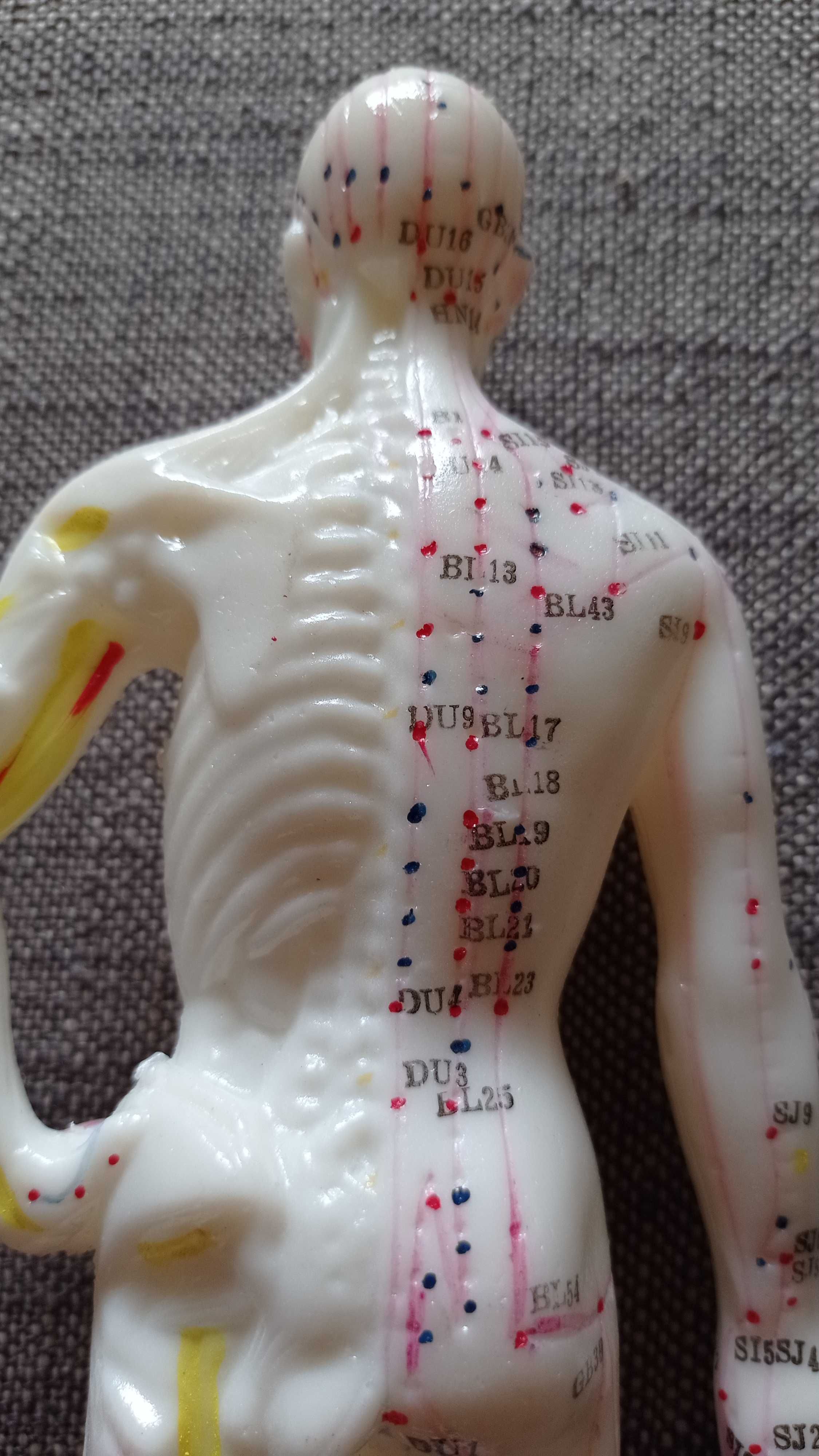Figurka - Model męskiego ciała 26 cm- punkty akupunkturowe
