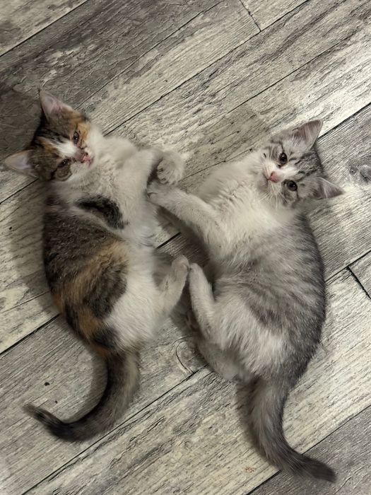 Oddam dwa Małe kotki
