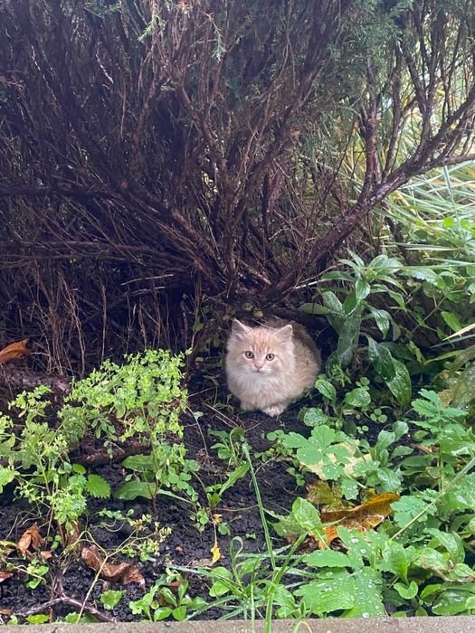 Персиковий Котик, шукає сімʼю