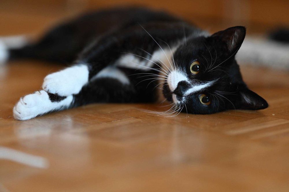 Romek - uroczy dżentelmen do adopcji!