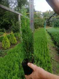 Туя західна Смарагд-Thuja occidentalis Smaragd, саджанці (h 40-45 см)