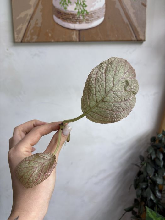 Епісція Золота Осінь, Episcia Golden Autumn