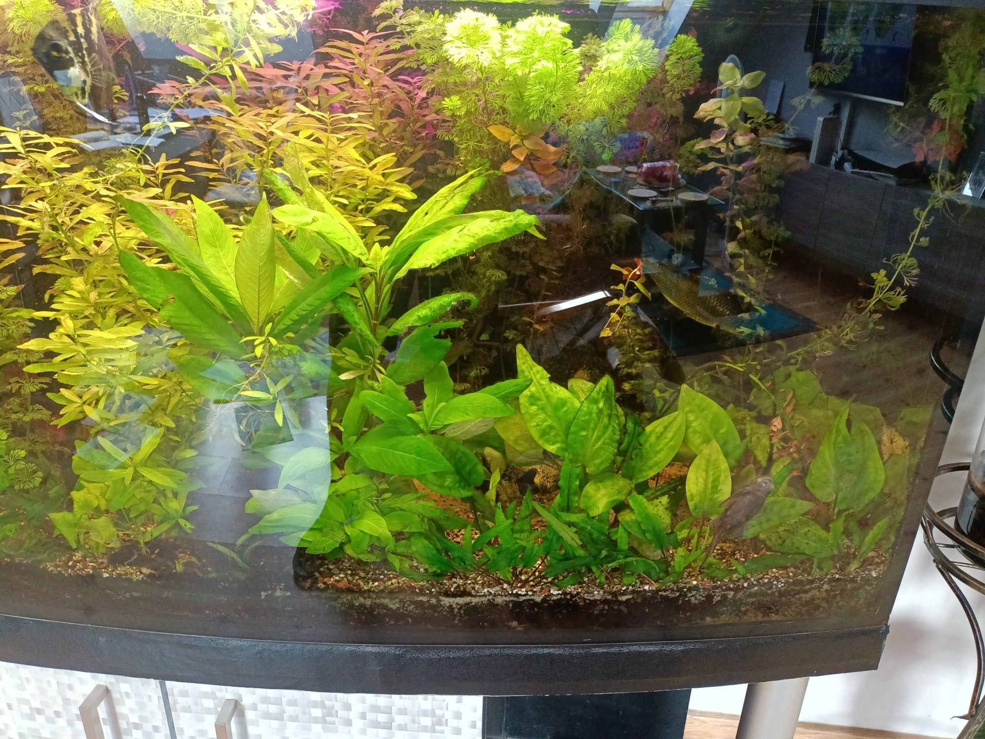 Akwarium 450 l cały zestaw