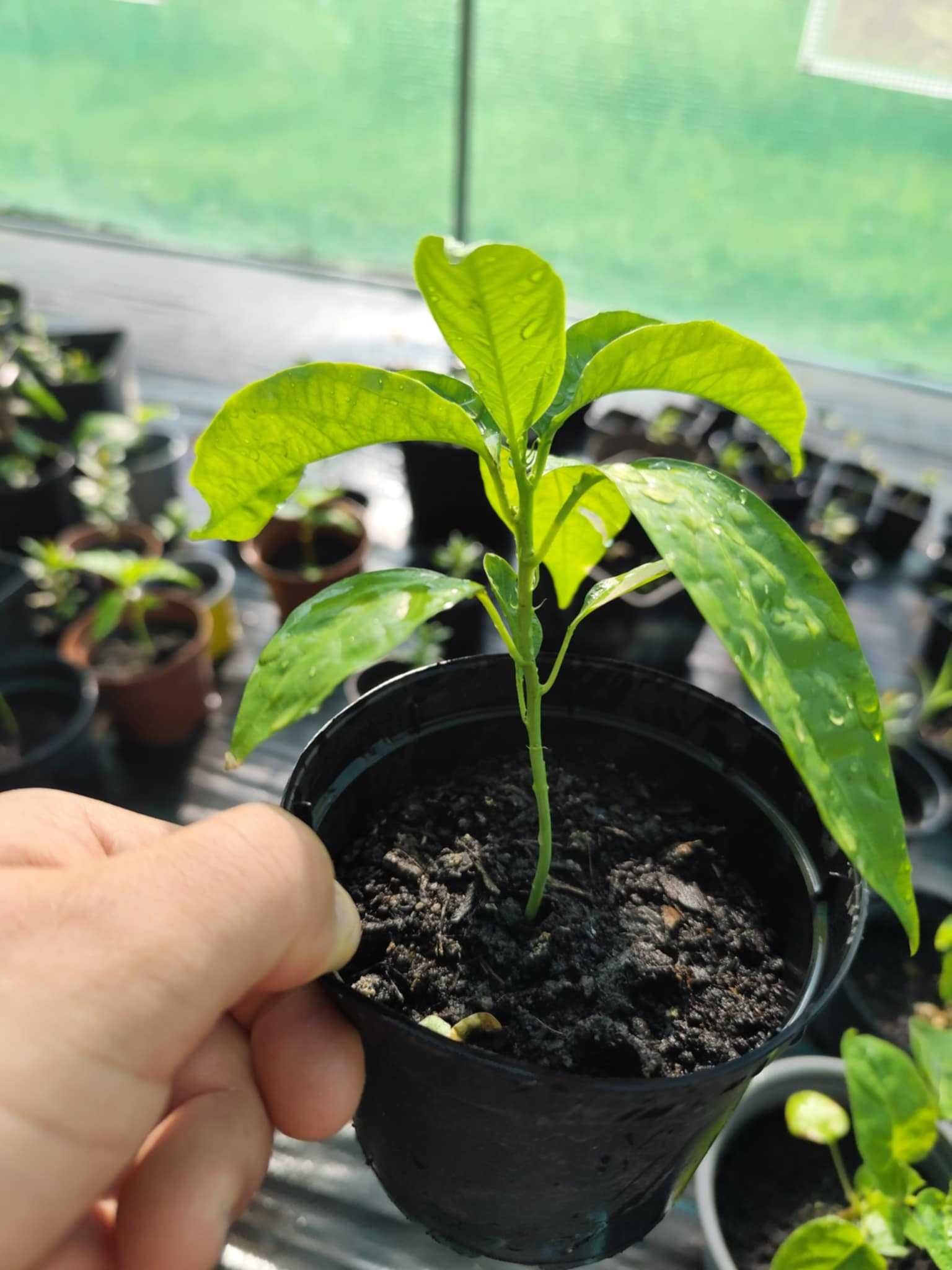 Sadzonka Marakuja Edulis " Passiflora Edulis"