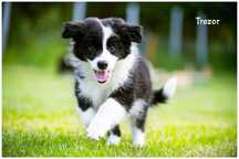 Border Collie ZKWP FCI