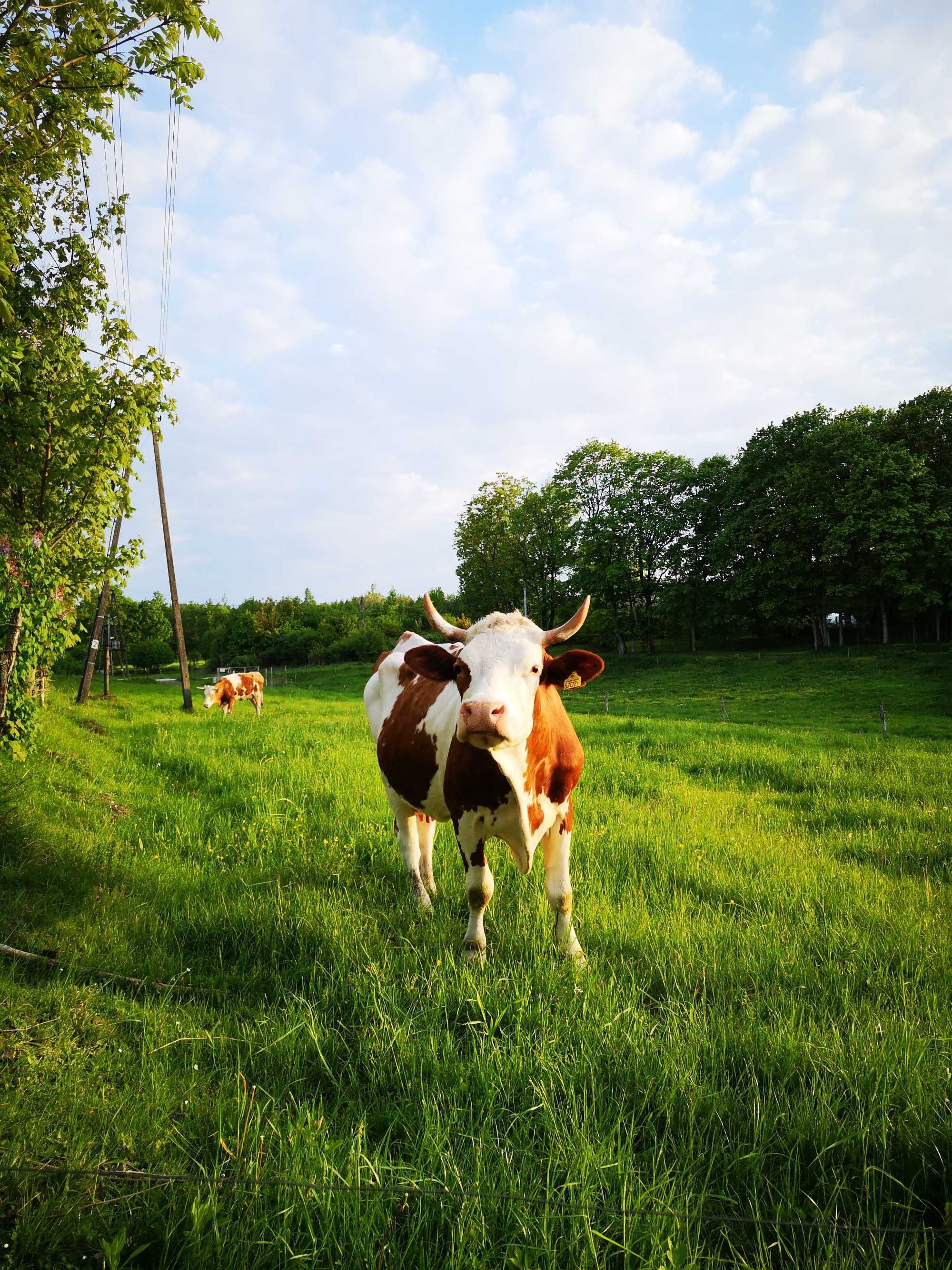 Całoroczny domek letniskowy! Mazury,KLIMA,rowery,kominek!