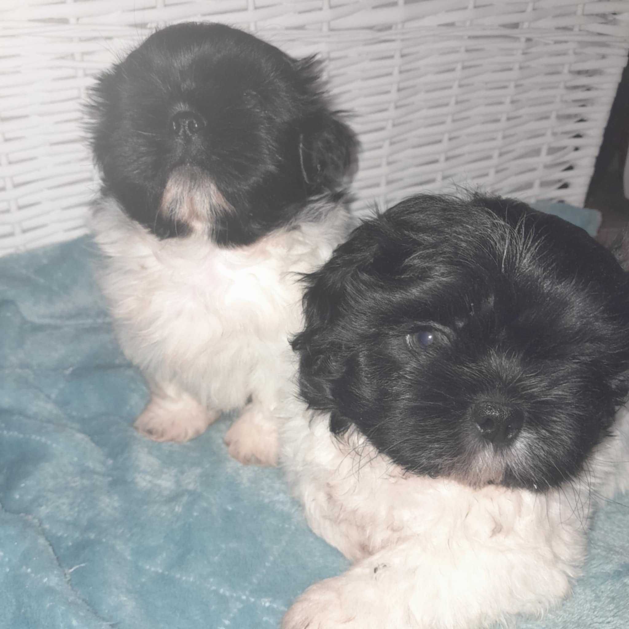 Szczeniaczki shihtzu