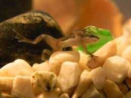 Karlik szponiasty żabka akwariowa