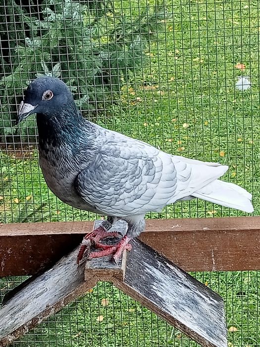 Gołębie pocztowe Andaluzy