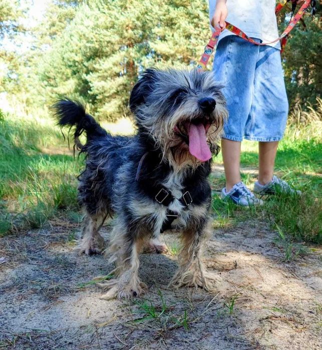 LUCKY malutki kochany kudłatek