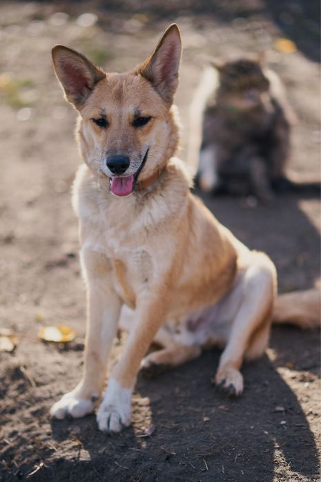 Песики в родину. Притулок