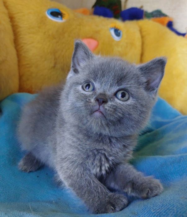 Самые красивые котята