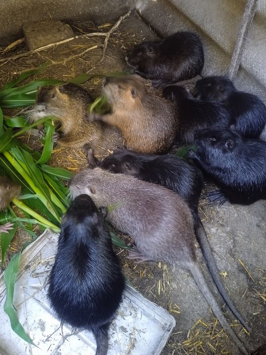 Продам нутрій 5 мисацив вага 4.5 кг  200  грн жива вага