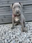 Rezerwacja Szczeniak Amstaff