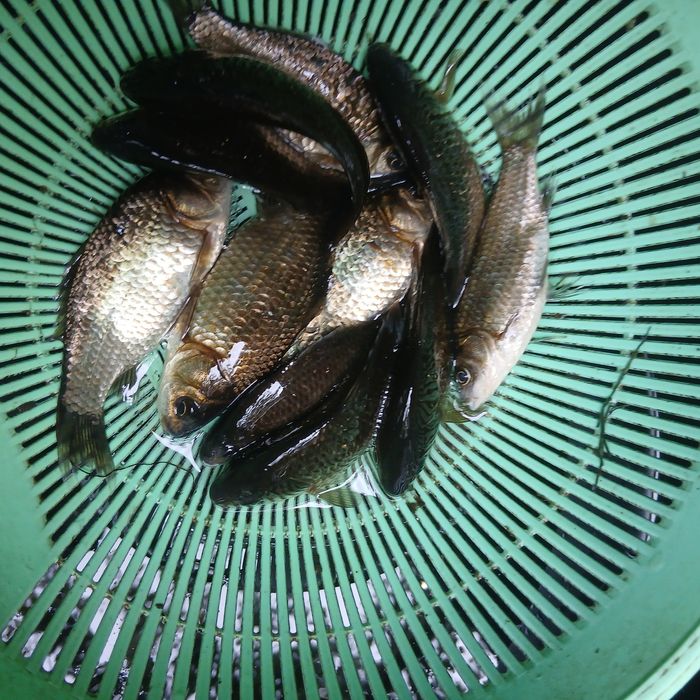 Карась для рыбалки