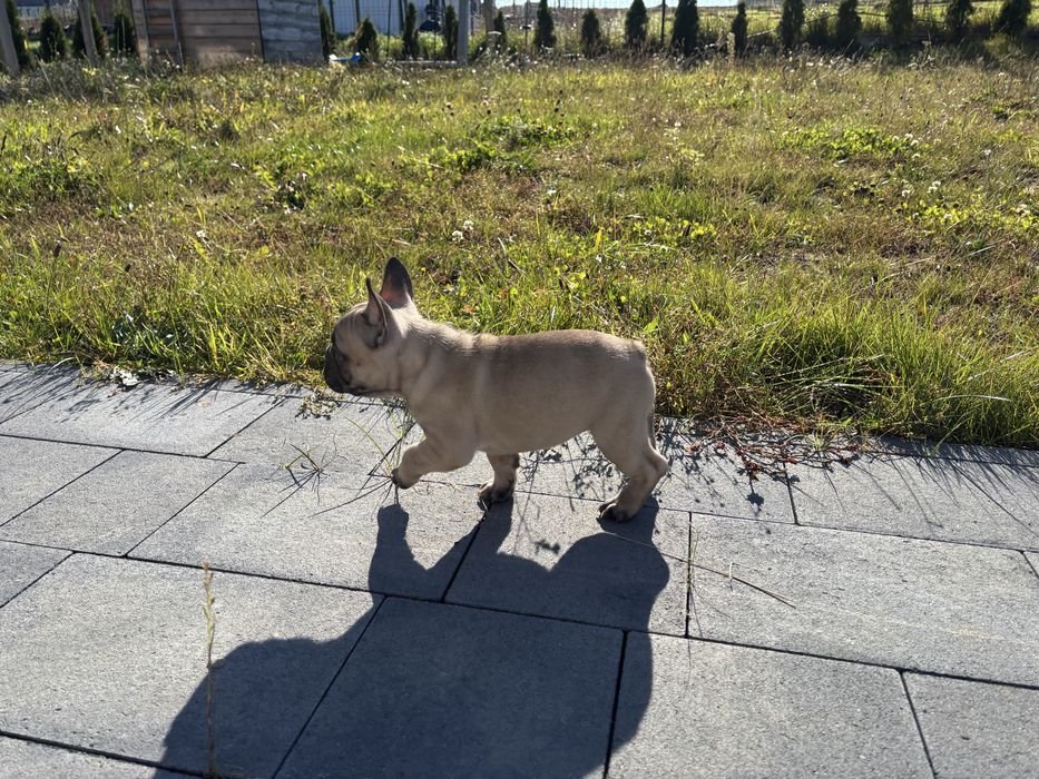 bulfog francuski ZKwP FCI suczka