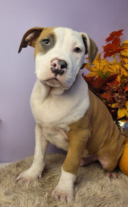 Rodzinny piesek Amstaff!