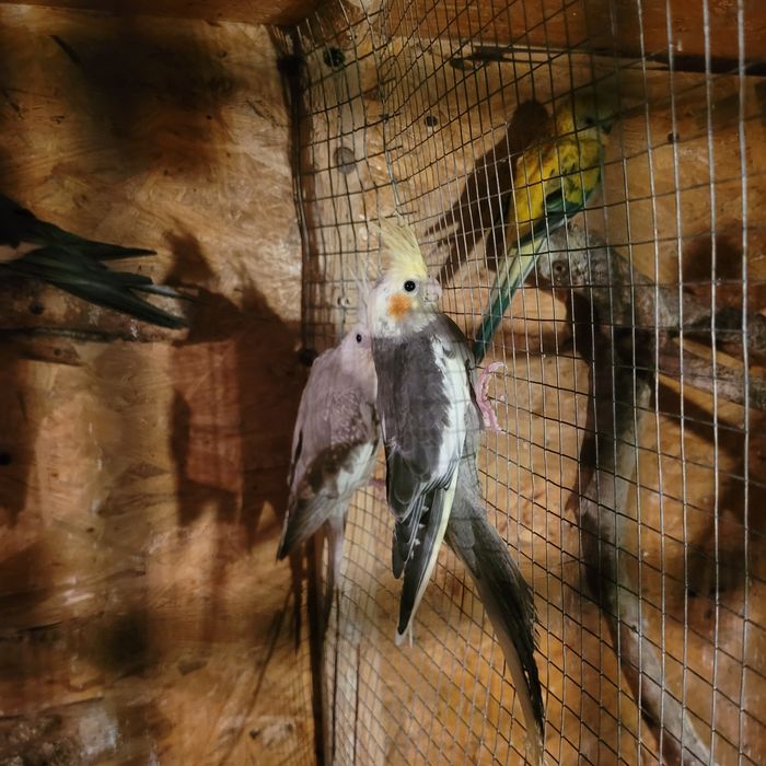 Młode nimfy samce samice