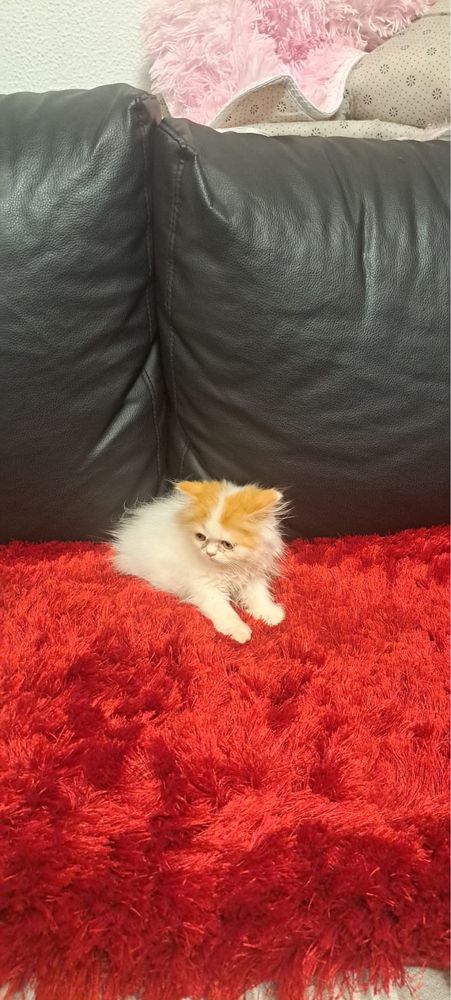 Gatinha persa linda