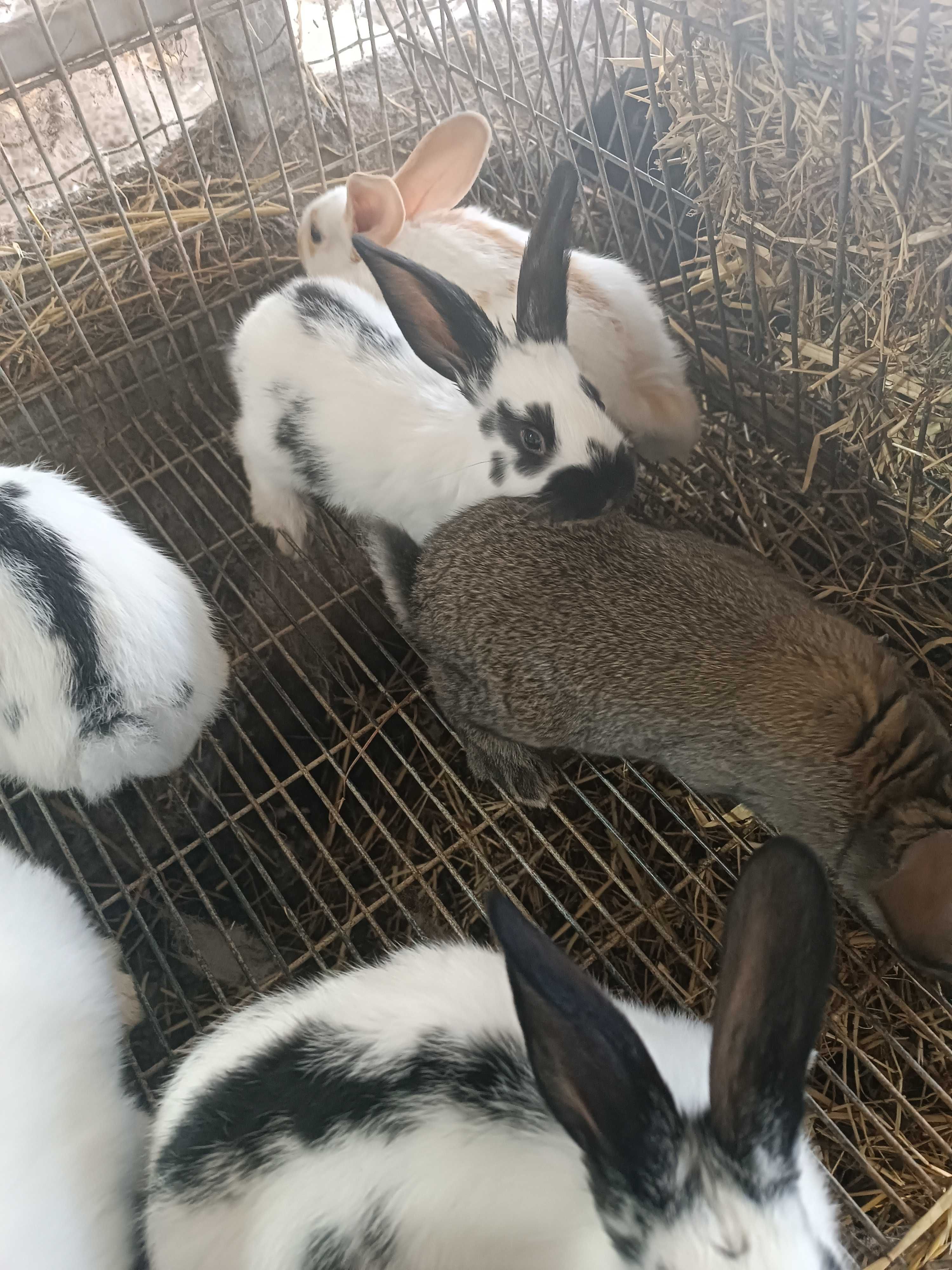Coelhos lindos para venda
