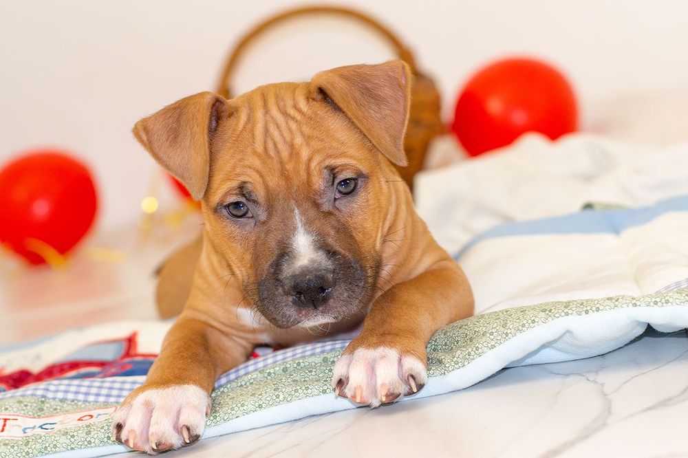 Синочок амстафф повний пакет док.