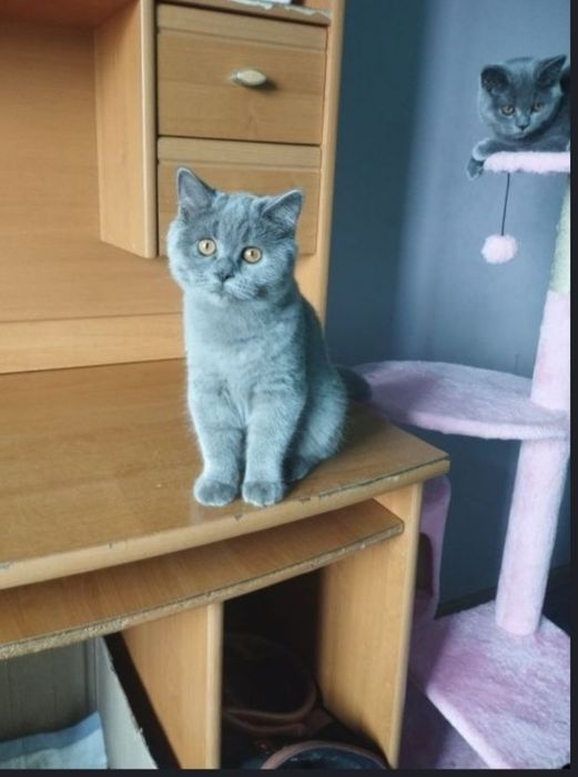 Шотландська дівчинка з прививками і документами