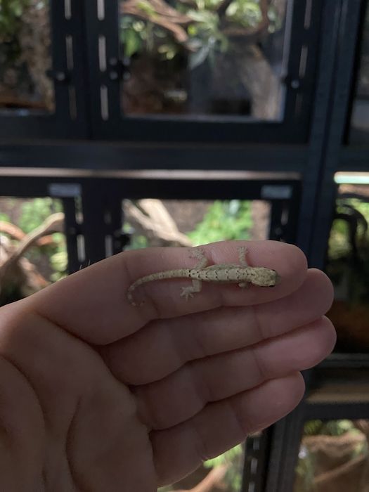 Gekon płaczący, młode osobniki.