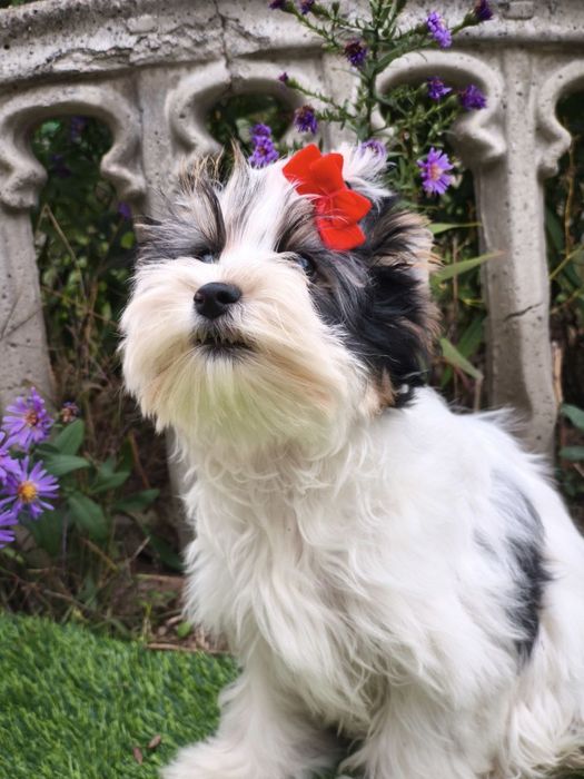 Яркая девченка Бивер Йорк