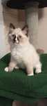IGO kocurek Ragdoll