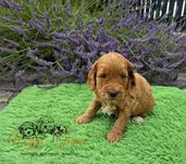Cockapoo F1B red uroczy piesek Pixel